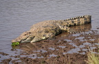 120 A9 07649c Krokodil