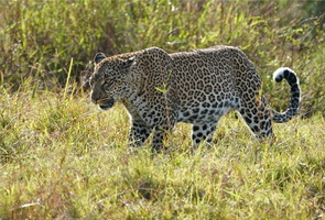130 A9 08427c Leopard