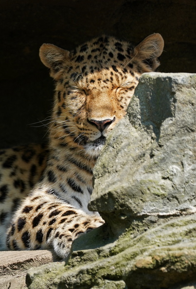 Leipzig_00366c_Amur_Leopard.jpg
