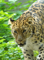 Leipzig 20047c Leopard