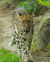 Leipzig 20058c Leopard