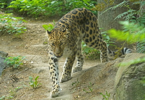 Leipzig 20061c Leopard
