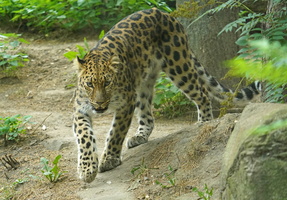 Leipzig 20078c Leopard