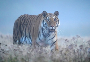 Tiger 01227c