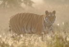 Tiger 01428c