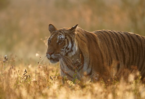 Tiger 01602c