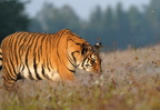 Tiger 01730c