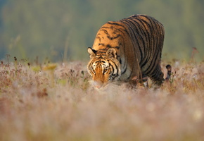Tiger 01771c