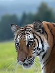 Tiger 02132c
