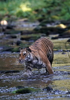 Tiger 10386c