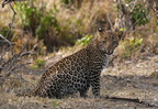 0005 R3 05473c Leopardenkind