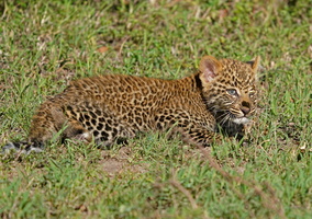 0529 R3 01214c Leopard