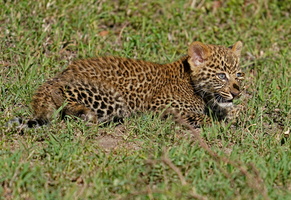 0530 R3 01215c Leopardenbaby