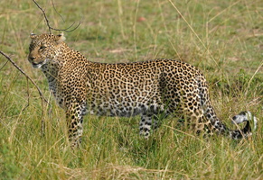 0725 R3 02979c Leopard