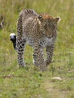 0729 R3 03053c Leopard