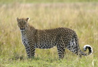 0730 R3 03067c Leopard