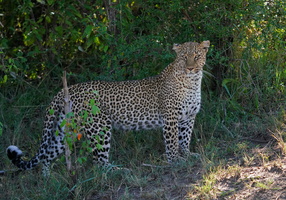 0820 R3 03827c Leopard