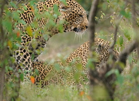 1014 R3 04506c Leoparden