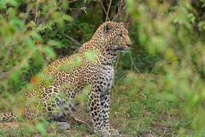 1016 R3 04536c Leopard