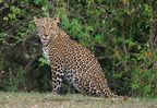 1149 R3 05239c Leopard