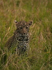 1407 R3 06605c Leopard
