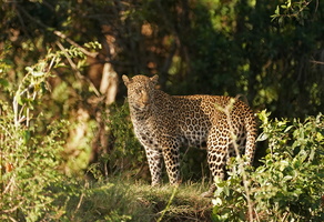 1520 A9 07915c Leopard