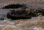 1549 R3 07423c Krokodil