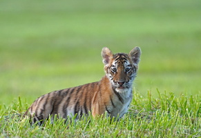 Tiger 03141c