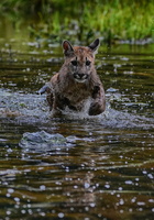 Puma 05506e Schwarzwasser