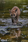 Puma 05565e Schwarzwasser