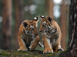 Tiger 05471c Babys