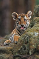 Tiger 05578c Baby
