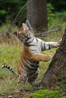 Tiger 05686c Baby