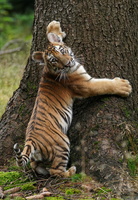Tiger 05699c Baby