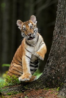 Tiger 05755c Baby