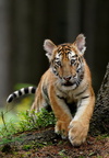 Tiger 05771c Baby