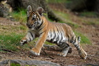 Tiger 06199c Baby