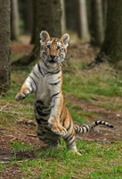 Tiger 06351c Baby