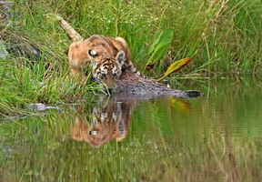 Tiger 06555c Schwarzwasser