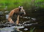 Tiger 07036c Schwarzwasser