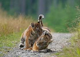 Tiger 07255c Babys