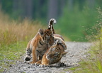 Tiger 07255c Babys