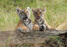 Tiger 07422c Babys