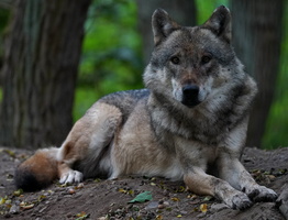 Wolf 0775c