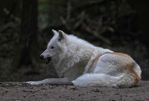 Wolf 1162c