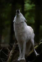 Wolf 1383c Heulen