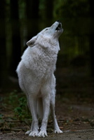 Wolf 1422c Heulen