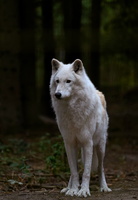 Wolf 1424c