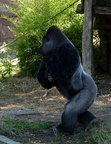 KR 0787c Gorilla