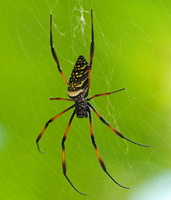 36 06601c Spider